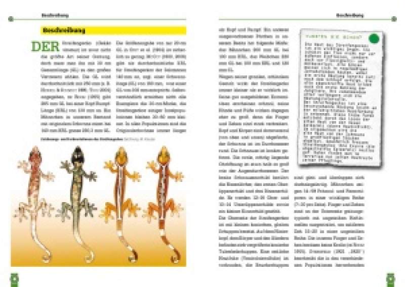 Preview: Der Streifengecko